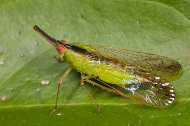 Planthopper | Nature Closeups