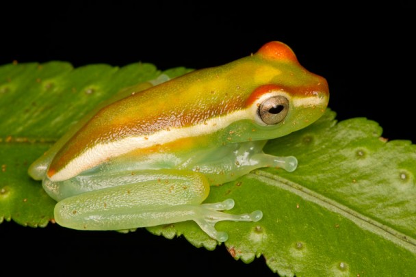 Hypsiboas rufitelus Nature Closeups