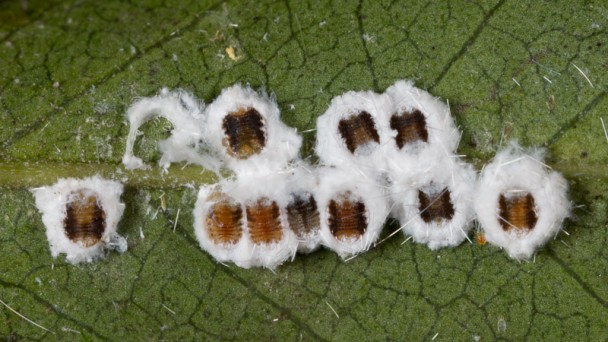 Scale Insects | Nature Closeups